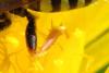 Nomada sp.